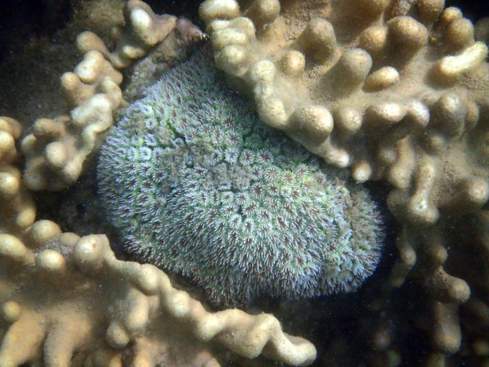 Corail dur