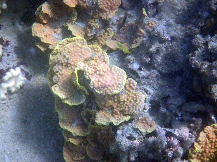 Corail dur