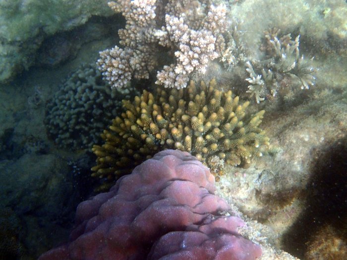 Corail dur