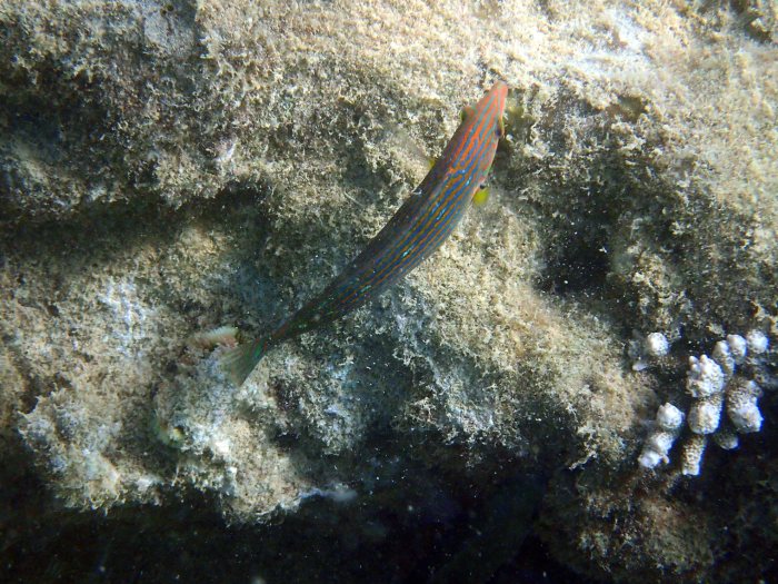 Halichoeres melanurus