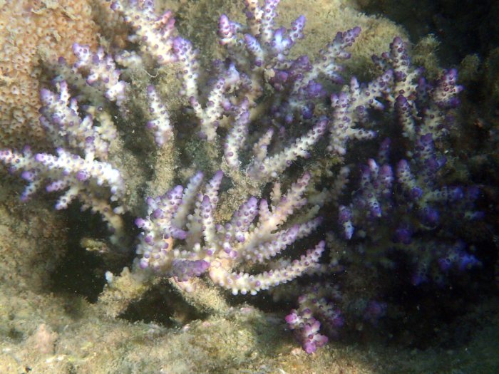 Corail dur