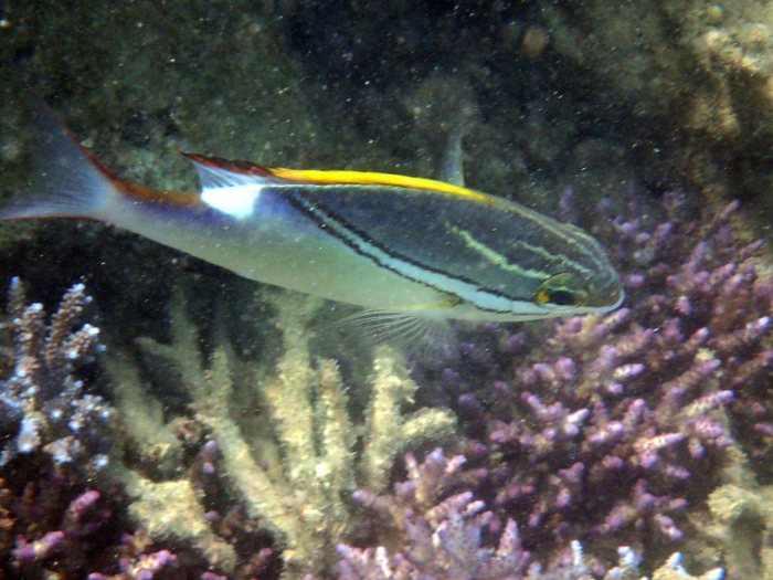 Scolopsis bilineata