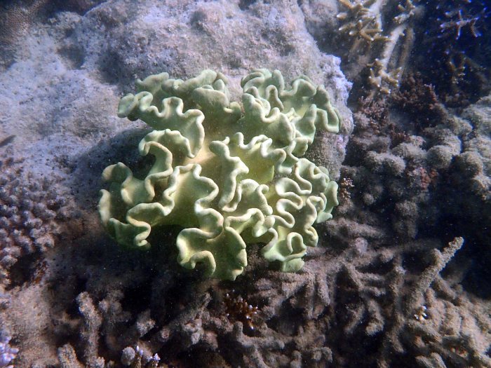 Sarcophyton