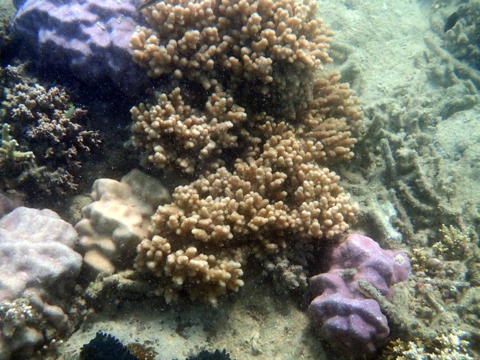 Corail dur