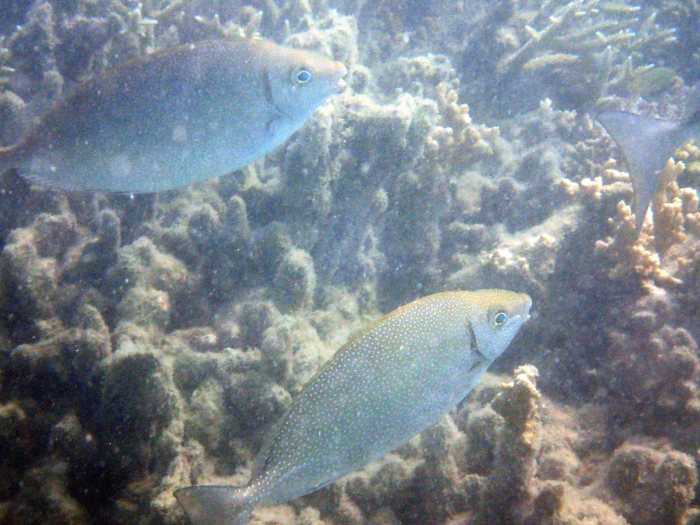 Siganus fuscescens