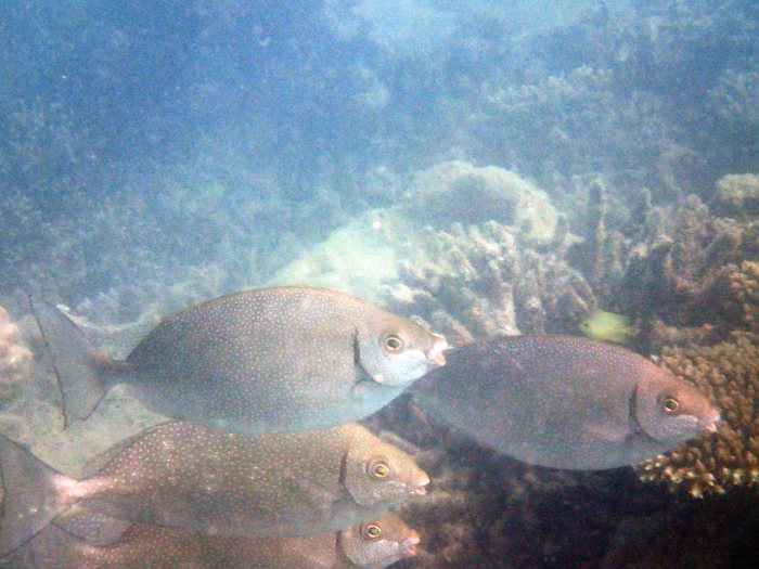Siganus fuscescens
