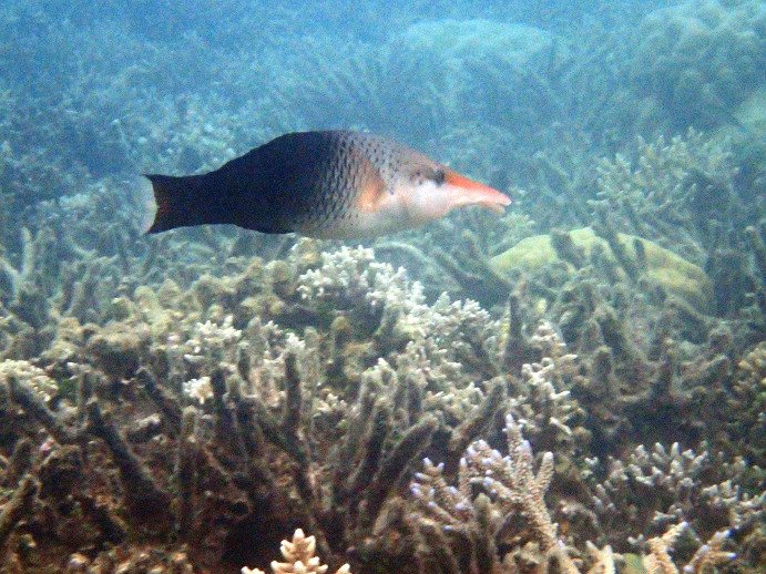 Gomphosus varius