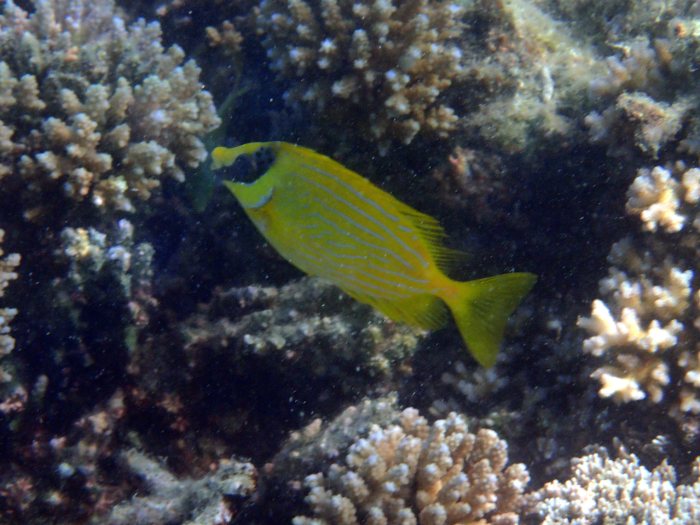 Siganus puellus