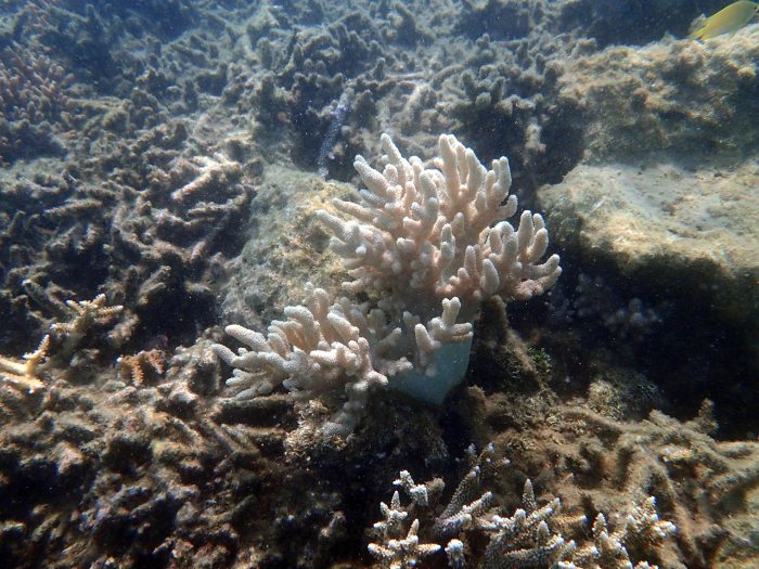 Corail dur