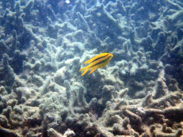 Neoglyphidodon nigroris