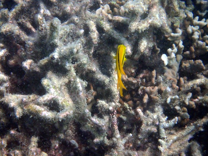 Neoglyphidodon nigroris