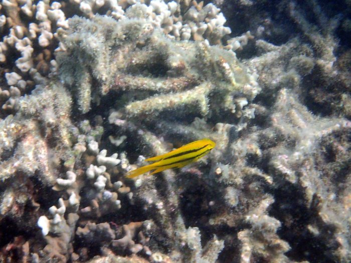 Neoglyphidodon nigroris