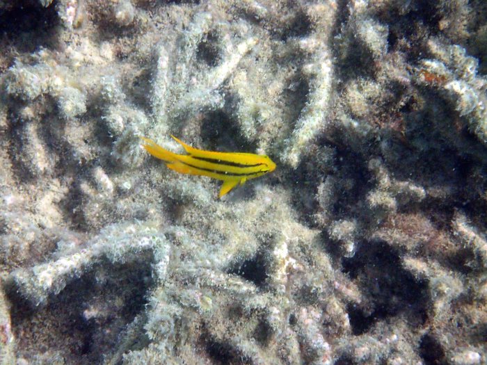 Neoglyphidodon nigroris