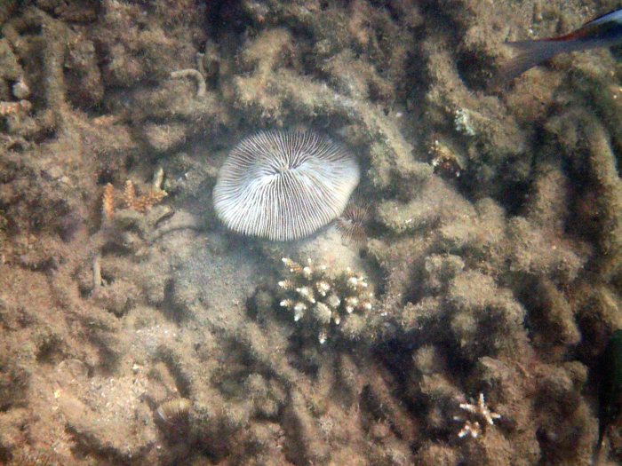Corail dur