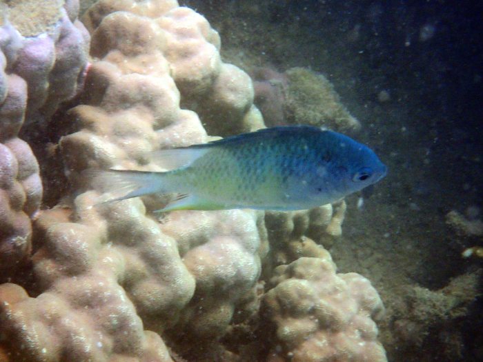 Amblyglyphidodon curacao