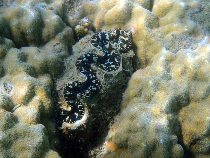 Bénitier
