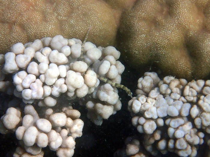 Corythoichthys haematopterus
