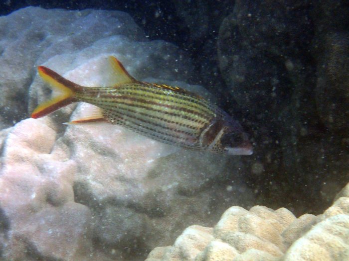 Neoniphon sammara