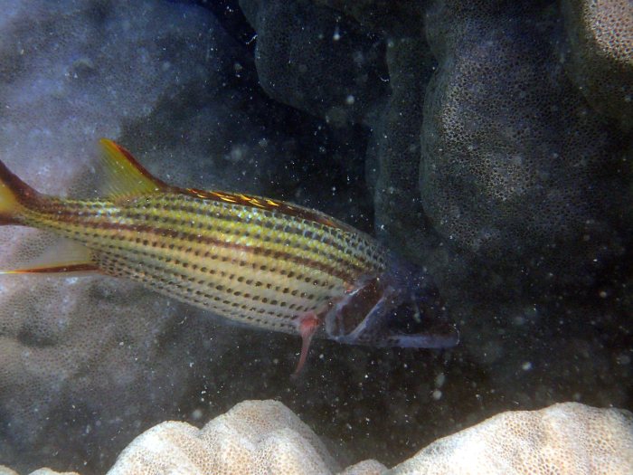 Neoniphon sammara