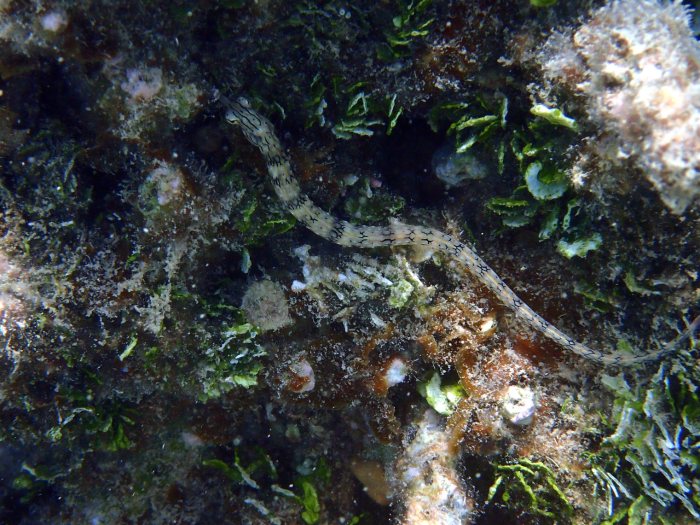 Corythoichthys haematopterus