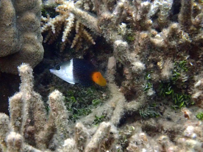 Hemigymnus melapterus
