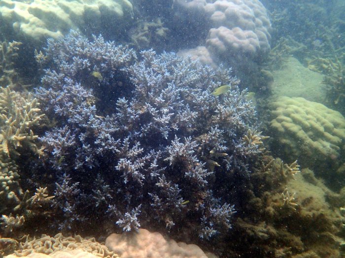 Corail dur