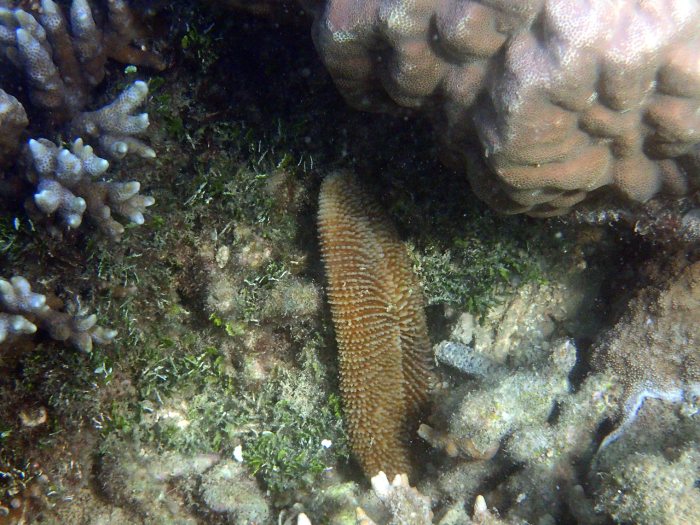 Corail dur