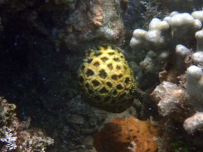 Corail dur