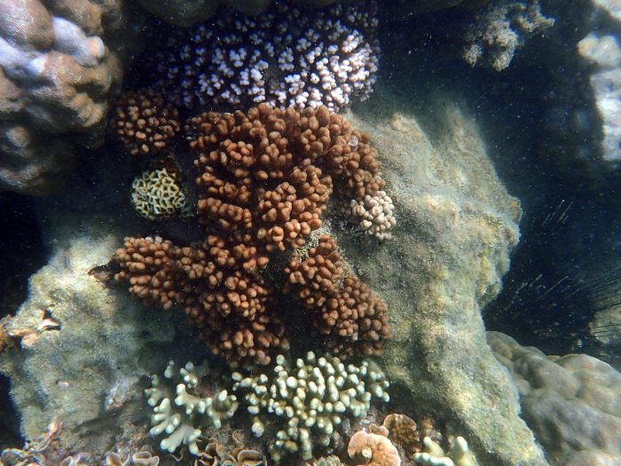 Corail dur