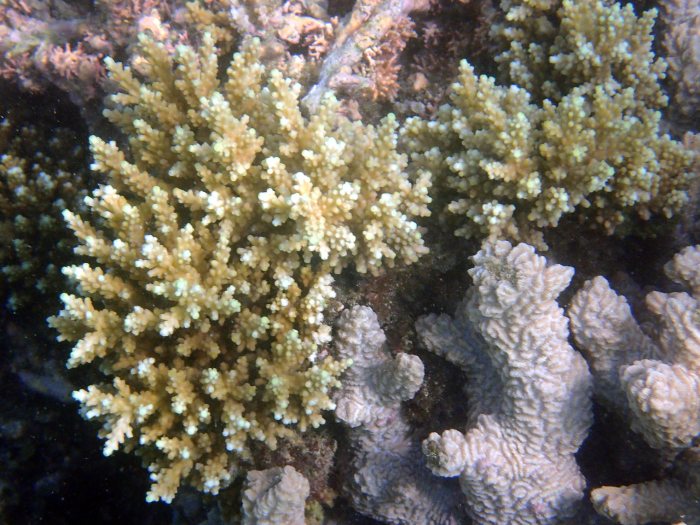 Corail dur