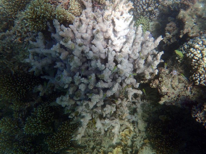 Chromis viridis