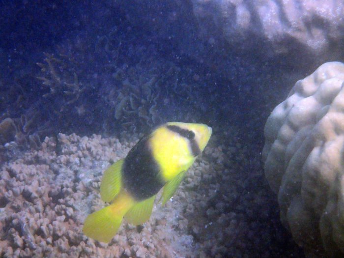 Diploprion bifasciatum