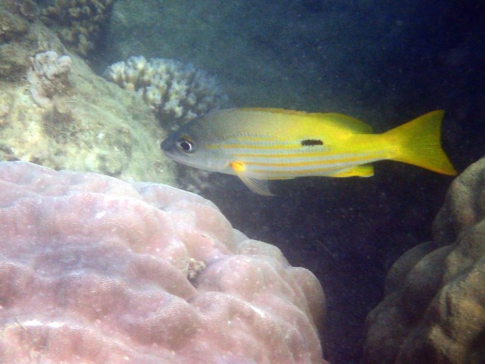 Lutjanus fulviflamma