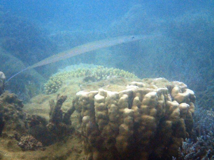 Fistularia commersonii