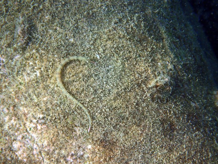 Corythoichthys haematopterus