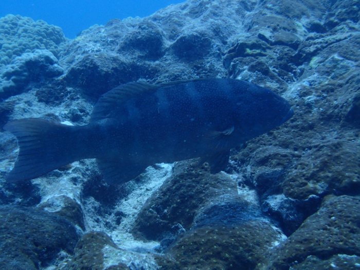 Plectropomus leopardus
