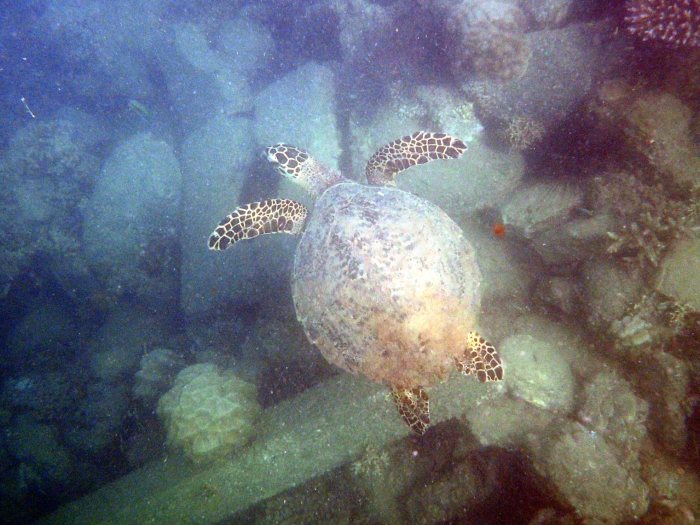 Eretmochelys imbricata (Tortue imbriquée)