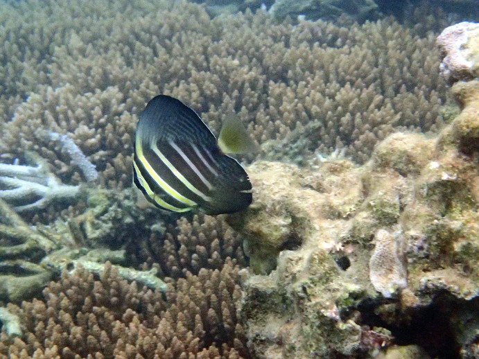 Zebrasoma velifer
