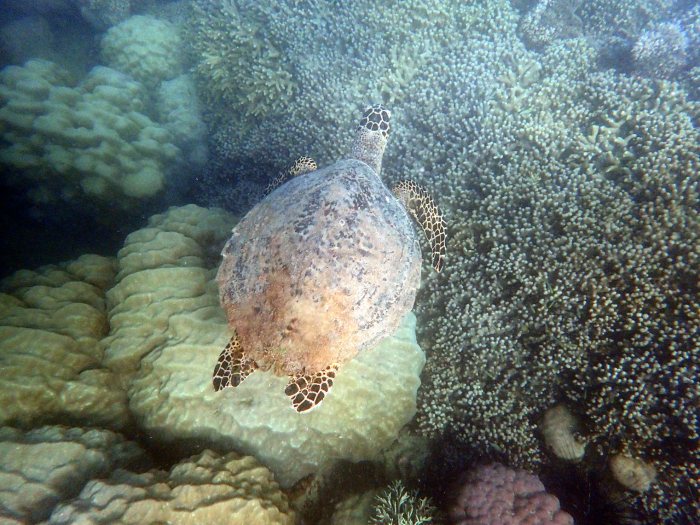 Eretmochelys imbricata (Tortue imbriquée)