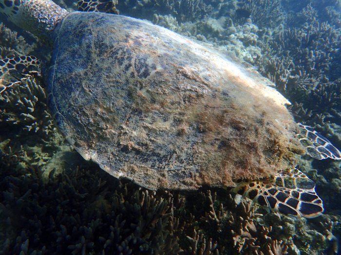 Eretmochelys imbricata (Tortue imbriquée)