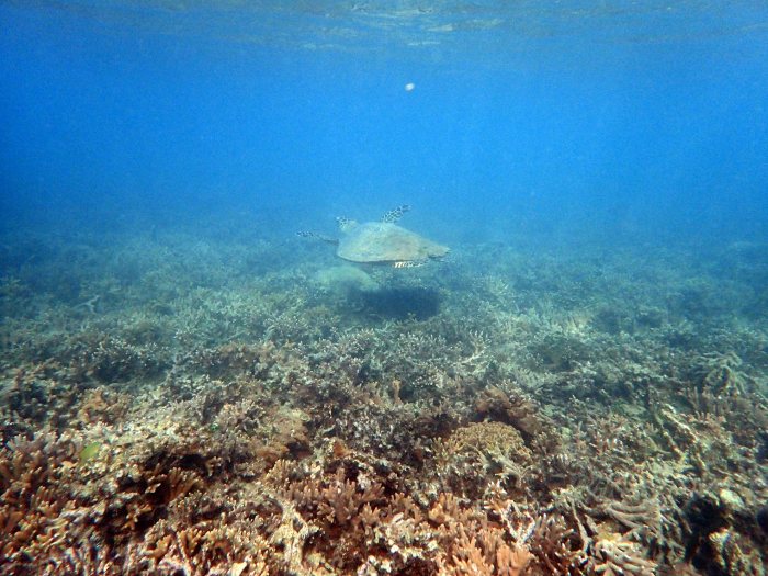 Eretmochelys imbricata (Tortue imbriquée)