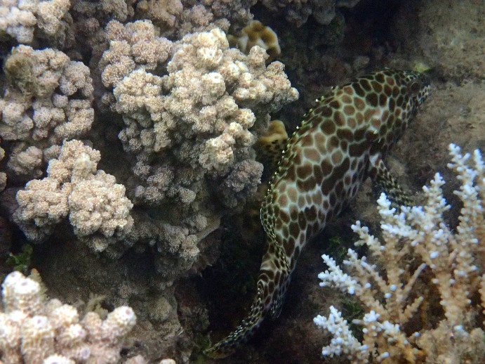 Epinephelus merra