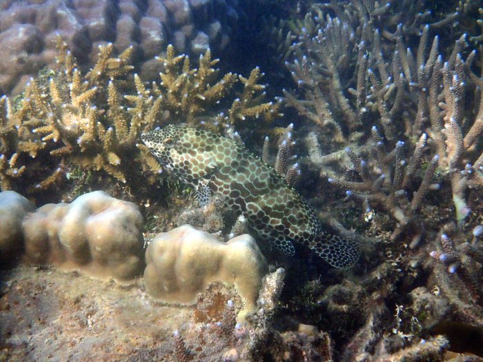 Epinephelus merra