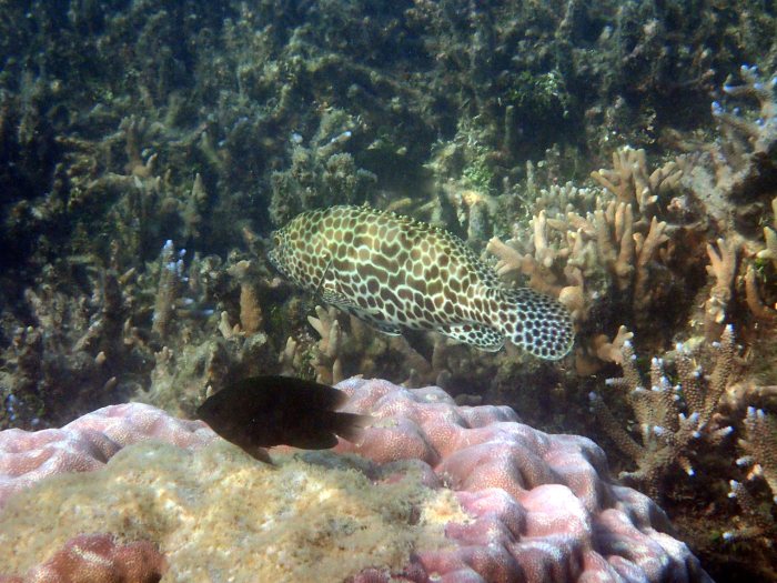 Epinephelus merra