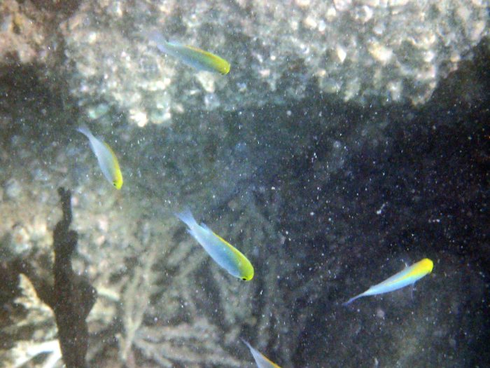 Pomacentrus aurifrons