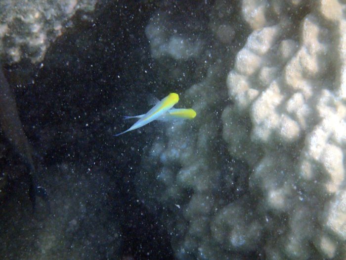 Pomacentrus aurifrons
