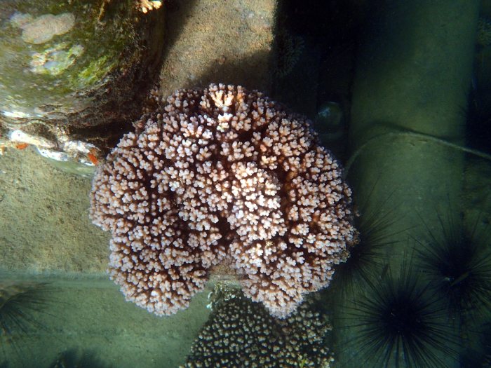 Corail dur