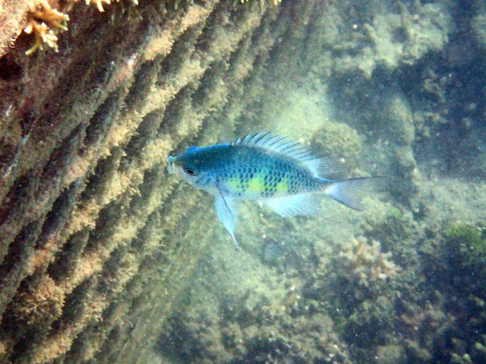 Amblyglyphidodon curacao