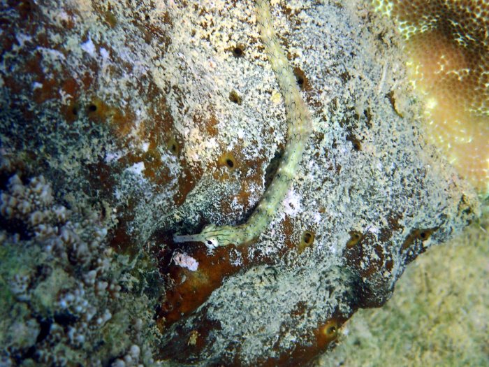 Corythoichthys haematopterus
