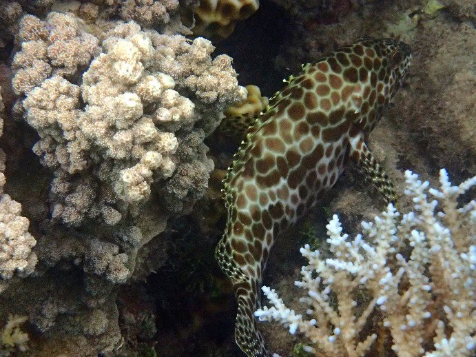 Epinephelus merra
